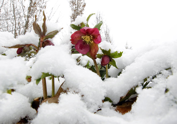Plants-That-Can-Make-Your-Garden-Beautiful-Even-in-The-Winter.jpg