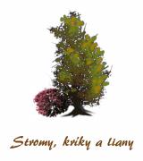 stromy a kríky